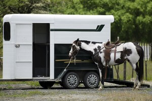 van pour transport de chevaux